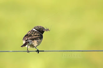 Schwarzkehlchen (Saxicola rubicola)