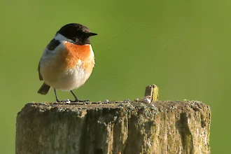 Schwarzkehlchen (Saxicola rubicola)