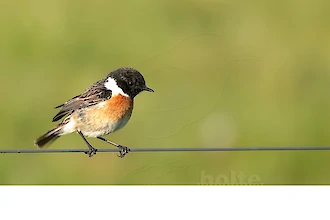 Schwarzkehlchen (Saxicola rubicola)
