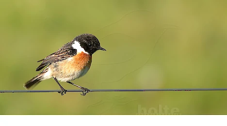 Fliegenschnäpper