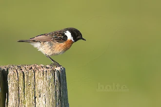 Schwarzkehlchen (Saxicola rubicola)