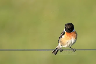 Schwarzkehlchen (Saxicola rubicola)
