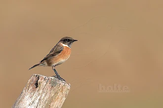 Schwarzkehlchen (Saxicola rubicola)