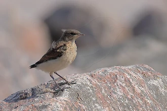 Junger Steinschmätzer (Oenanthe oenanthe)