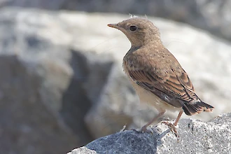 Junger Steinschmätzer (Oenanthe oenanthe)
