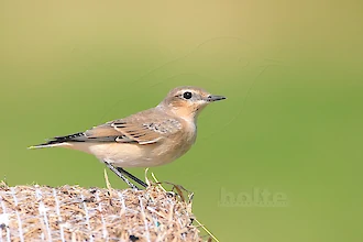 Steinschmaetzer (Oenanthe oenanthe)