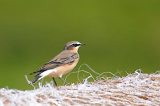 Steinschmaetzer (Oenanthe oenanthe)