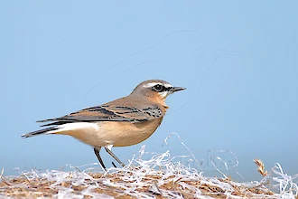 Steinschmaetzer (Oenanthe oenanthe)