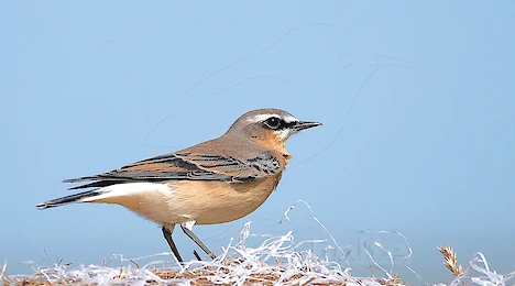 Flycatchers
