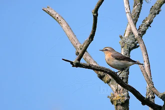 Steinschmaetzer (Oenanthe oenanthe)
