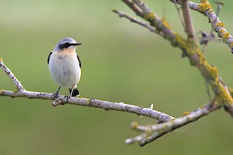 Steinschm&auml;tzer (Oenanthe oenanthe)