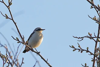 Steinschmätzer (Oenanthe oenanthe)