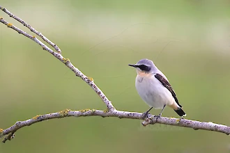 Steinschm&auml;tzer (Oenanthe oenanthe)