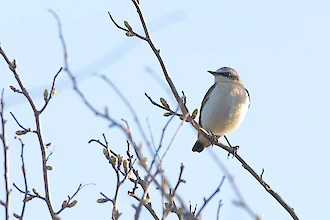 Steinschmätzer (Oenanthe oenanthe)