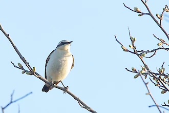 Steinschmätzer (Oenanthe oenanthe)