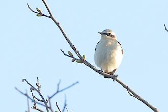 Steinschmätzer (Oenanthe oenanthe)