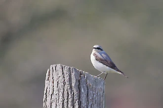Steinschmätzer (Oenanthe oenanthe)