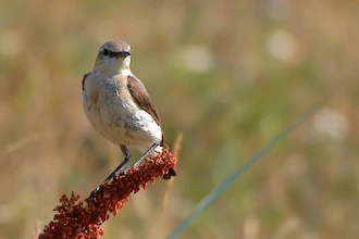 Steinschmätzer (Oenanthe oenanthe)