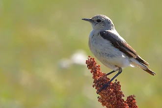 Steinschmätzer (Oenanthe oenanthe)