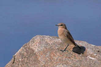 Steinschmätzer (Oenanthe oenanthe)