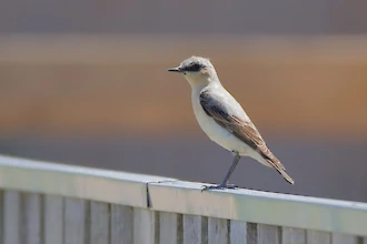 Steinschmätzer (Oenanthe oenanthe)