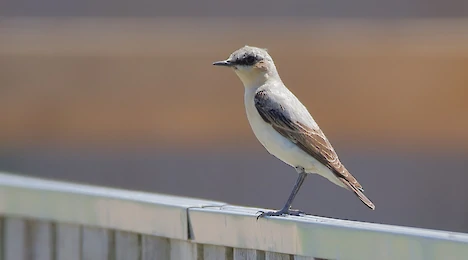 Flycatchers