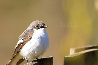 Trauerschnaepper (Ficedula hypoleuca)