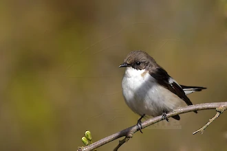 Trauerschnaepper (Ficedula hypoleuca)