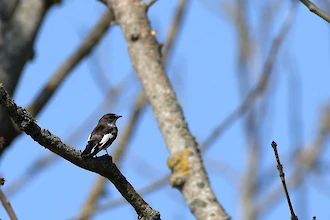 Trauerschnäpper (Ficedula hypoleuca)