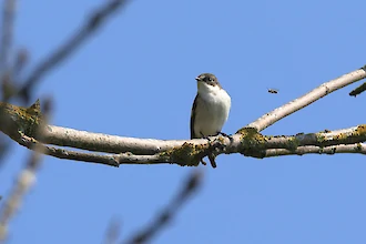 Trauerschnäpper (Ficedula hypoleuca)
