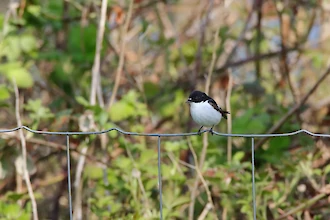 Trauerschnäpper (Ficedula hypoleuca)