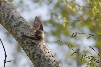 Trauerschnäpper (Ficedula hypoleuca)