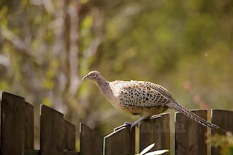 Common pheasant (Phasianus colchicus)