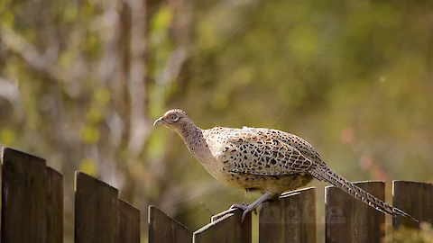 Common pheasant (Phasianus colchicus)