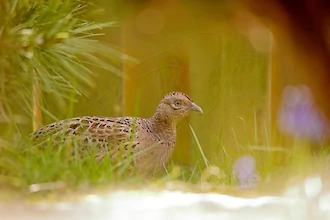 Common pheasant (Phasianus colchicus)