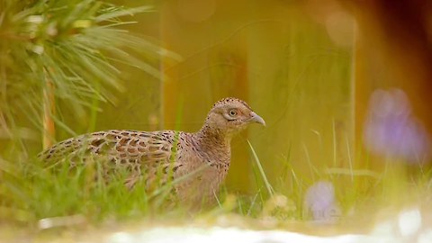 Common pheasant (Phasianus colchicus)
